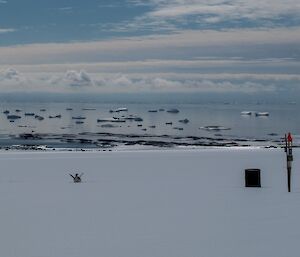 Emperor penguin on the track