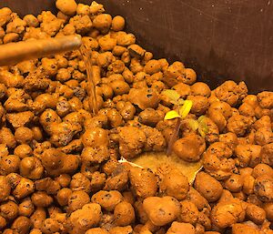 Hydroponics beads in a container, with water spout pouring water onto a small tomato seedling