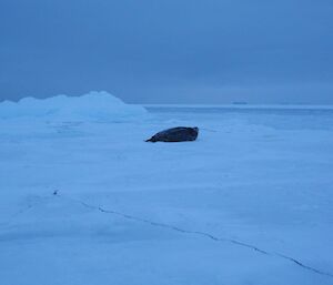 A lone Weddell seal in the distance laying on the sea ice in the distance.