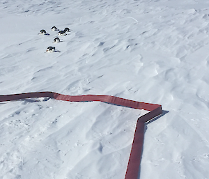 A group of 6 penguins tobogganing towards the water hose on the melt lake.