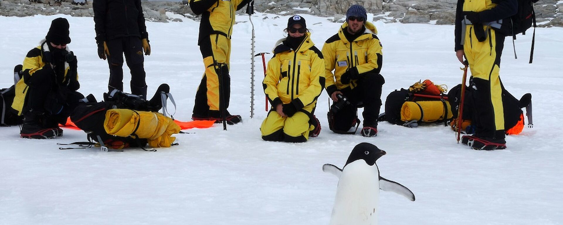 A penguin waddles near a group of expeditioners