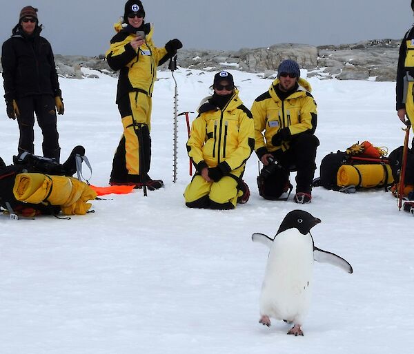 A penguin waddles near a group of expeditioners