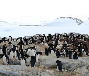 A large group of penguins stand on rocks at the Shirley Island Penguin Colony