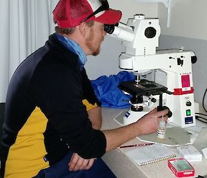 A scientist looks through a microscope