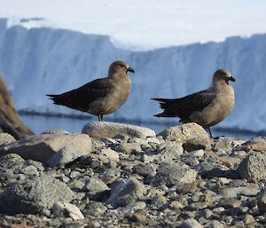 Two Skuas sit on rocks in front of an ice cliff