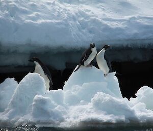 Adélie penguins float on a piece of ice