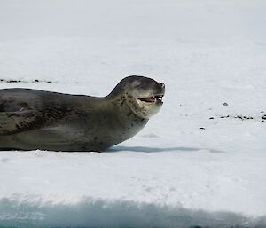 A leopard seal lays on the ice near Casey Station