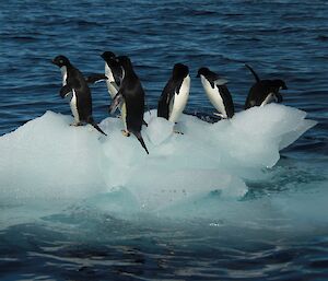 Adélie penguins float on a piece of ice.