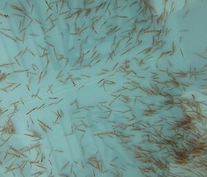 Live krill photographed swimming around in their Aquarium