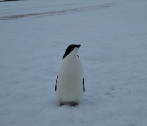 A penguin gets close to expeditioners