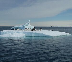 Adelie Penguins on an ice flow near Casey station