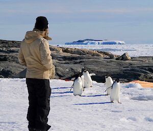 An expedition admires some penguins near Wilkes hut
