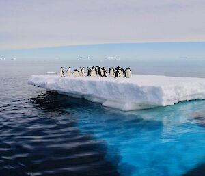 Penguins on an iceberg near Casey station
