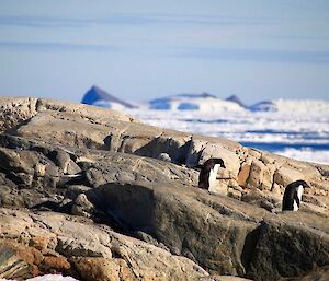 Rock, ice and penguins near Casey station