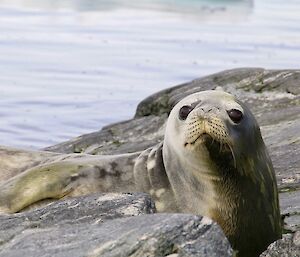 A Weddell seal near Casey station