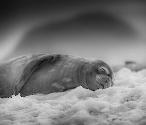 A seal lays asleep on the ice