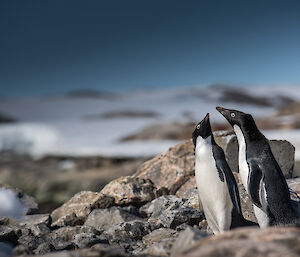 Two penguins enjoy the sunshine