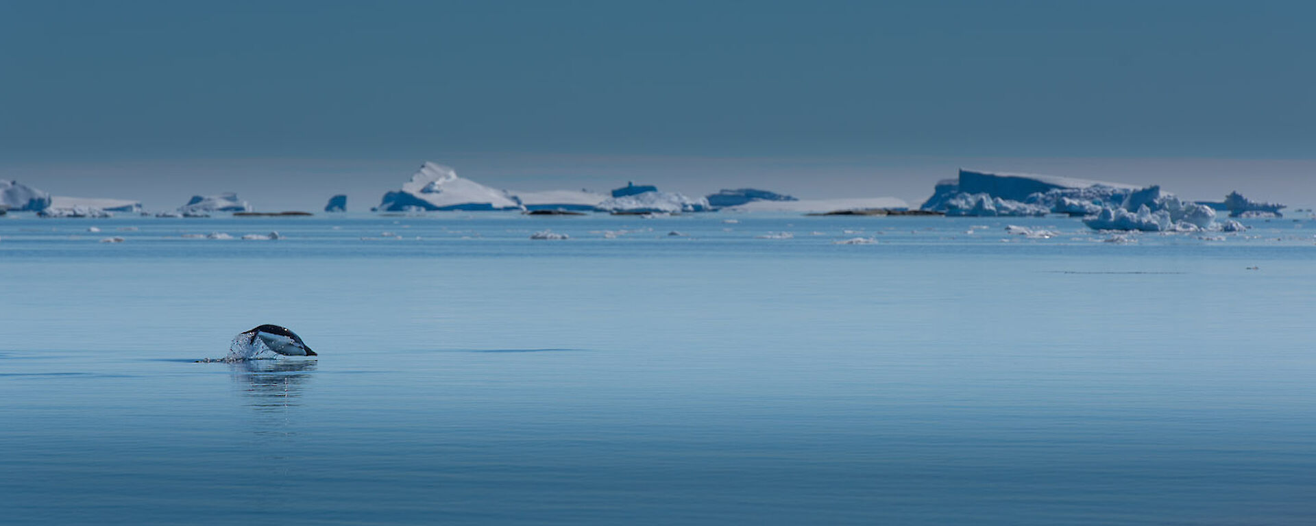 A penguin swims in front of icebergs