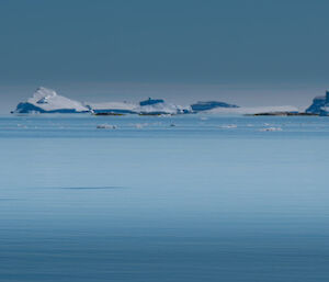 A penguin swims in front of icebergs