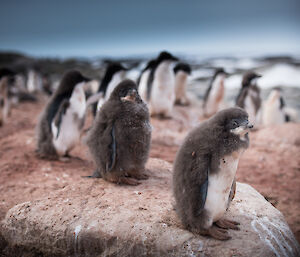 Juvenile penguins near Casey station