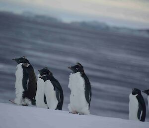 six moulting penguins walking up an incline