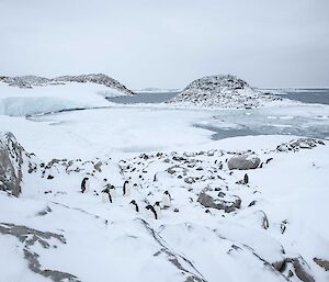 Penguins in the snow