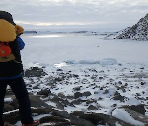 Expeditioner looking over sea ice at an elephant sea