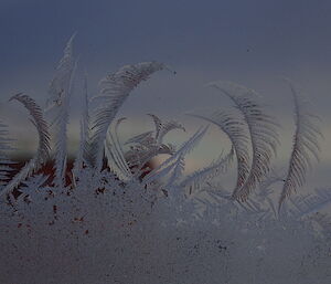 Ice on the window that looks like ferns