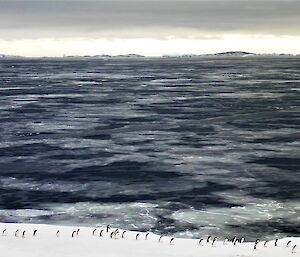 Adelie penguins walking in a line along waters edge with sea ice forming