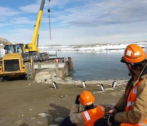 Adelie pengiuns at boat ramp whilst crane works in background