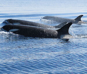 Orcas on the way to Ardrey Island.