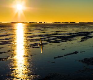 Snow petrel flying in front of sun.