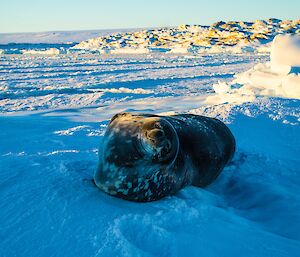 Weddell seal lying on the snow