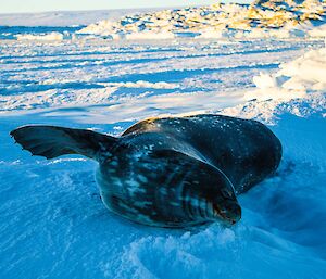 Weddell seal