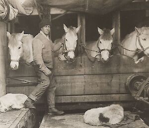 Historical photo of Man caring for four ponies in a shelter