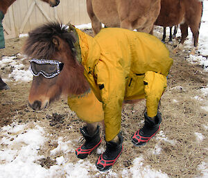 Small horse in jacket and boots
