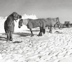 Ponies on the ice in Antarctica