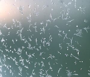 Ice crystals on a window