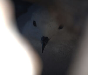 Snow petrel chick