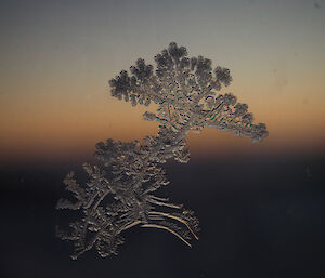 Window ice crystals