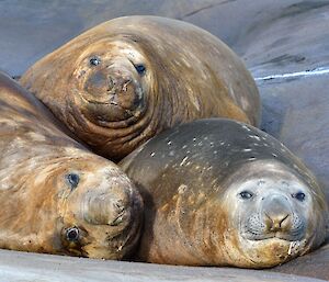 Three elephant seals