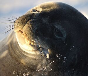 A Weddell seal enjoying the sun.