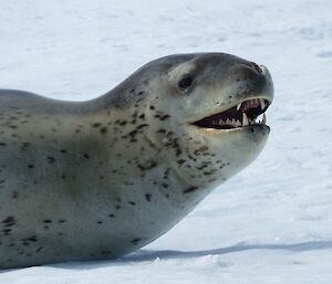 Leopard seal seemingly smiling for the photo.