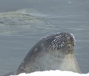 Weddell seal coming up to breath and have a look.