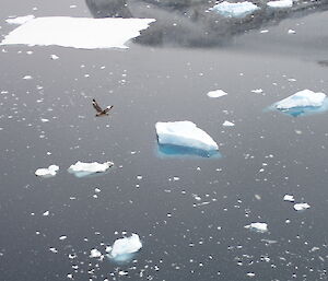 A skua bird flying over water.