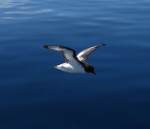 Cape petrel bird flying over water.