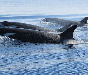 Three orcas with their bodies out of the water.