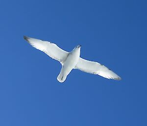A southern fulmar bird flying in clear blue sky.