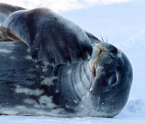 Weddell seal lying on the ice.