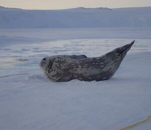 A seal on the ice bending in the middle looking like it is doing yoga.